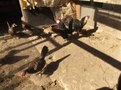 Prodám Bantamky 2022