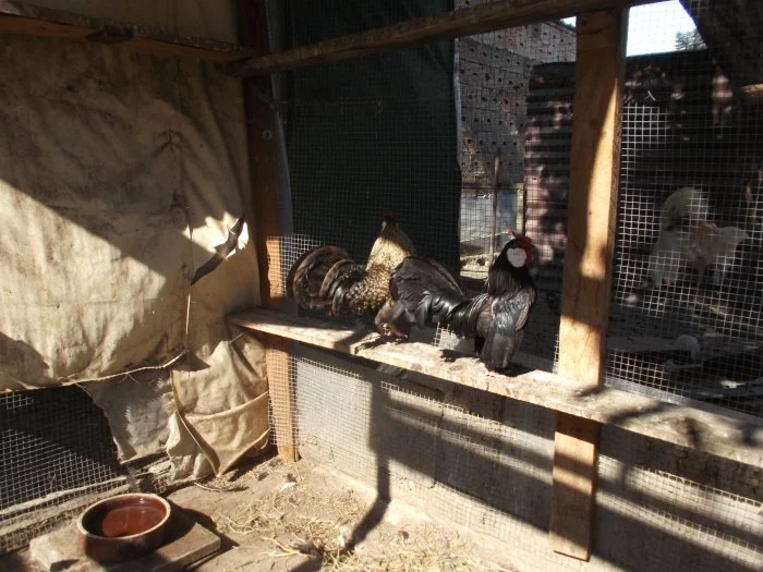 Prodám Bantamky 2022