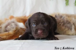 Český fousek - štěňátka s PP