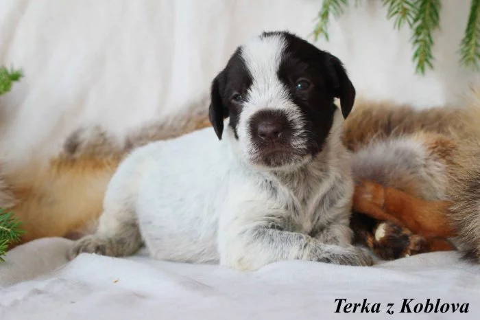 Český fousek - štěňátka s PP