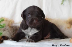 Český fousek - štěňátka s PP