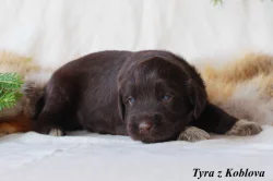 Český fousek - štěňátka s PP
