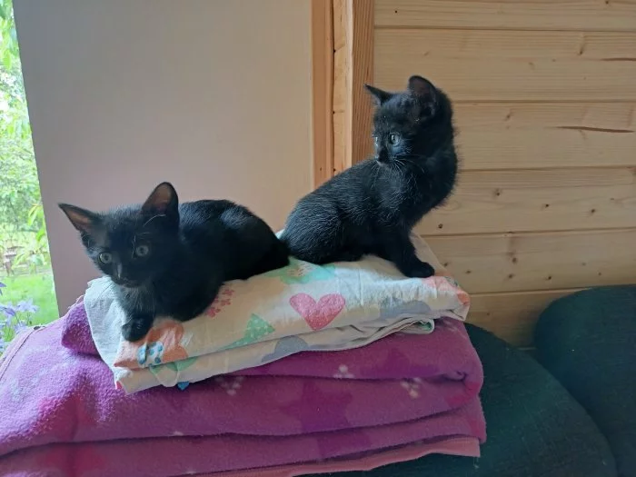 Černá kotátka hledají domov