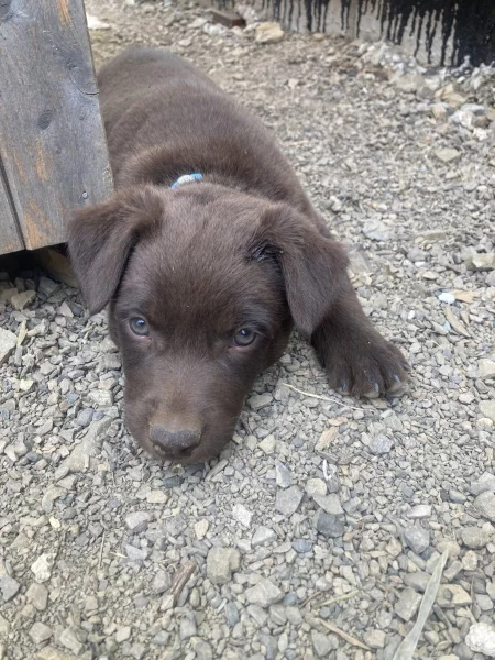 Australská kelpie - štěně s PP