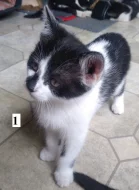 Daruji dvě koťata (kočičky)