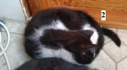 Daruji dvě koťata (kočičky)