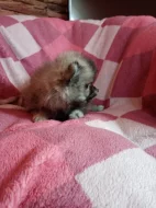 Pomeranian bez pp