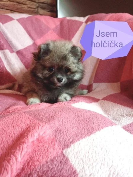 Pomeranian bez pp