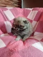Pomeranian bez pp