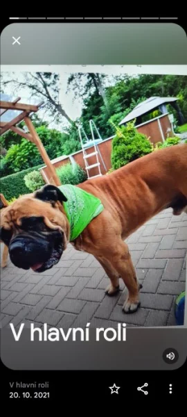 Prodej Bullmastiff
