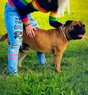 Prodej Bullmastiff