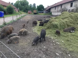 čistokrevné Mangalice