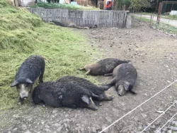 čistokrevné Mangalice