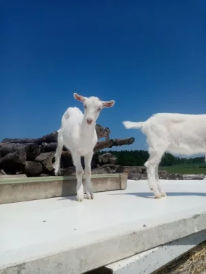 letošní kozičky po super dojnici