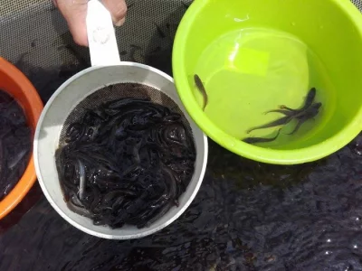 Mník naučený granulovanou krmnou směs - prodej