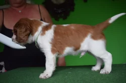 Štěně Welsh Springer Spaniel