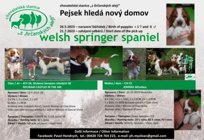 Štěně Welsh Springer Spaniel