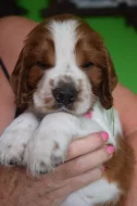 Štěně Welsh Springer Spaniel