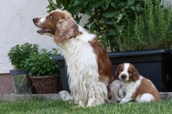 Štěně Welsh Springer Spaniel