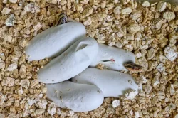 Užovka dvouskvrnná (Elaphe bimaculata)