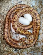 Užovka dvouskvrnná (Elaphe bimaculata)