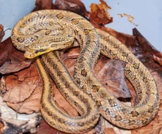 Užovka dvouskvrnná (Elaphe bimaculata)