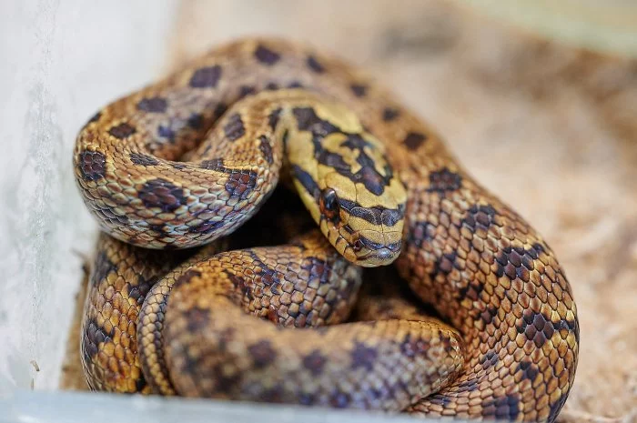 Užovka dvouskvrnná (Elaphe bimaculata)