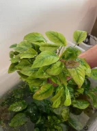 Anubias