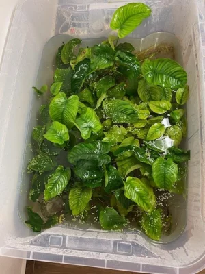 Anubias