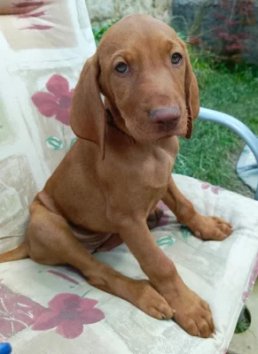 Maďarský ohař krátkosrstý vizsla