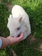 Prodám ouessantske beranky