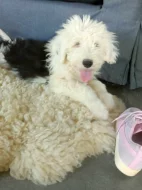Bobtail