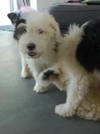 Bobtail