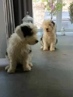 Bobtail