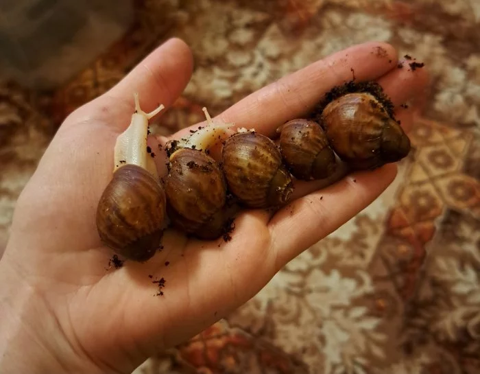 Archachatina purpurea guinea