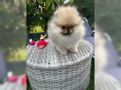 Německý špic, pomeranian prodej