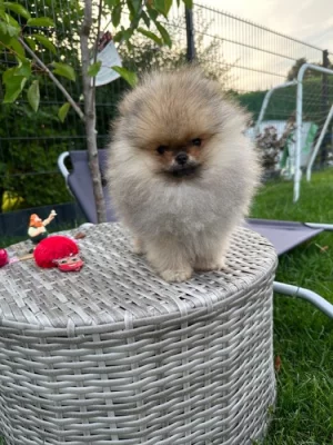 Německý špic, pomeranian prodej
