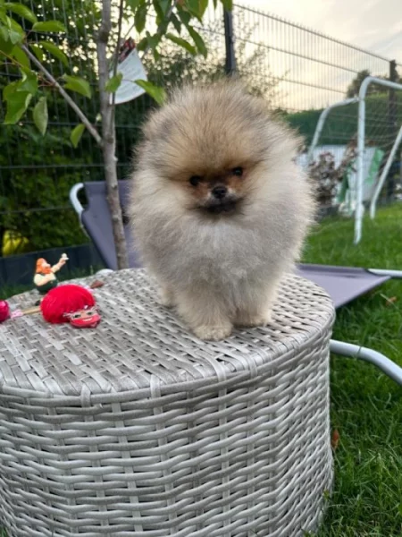 Německý špic, pomeranian prodej
