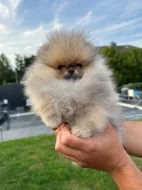 Německý špic, pomeranian prodej
