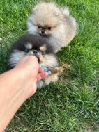 Německý špic, pomeranian prodej