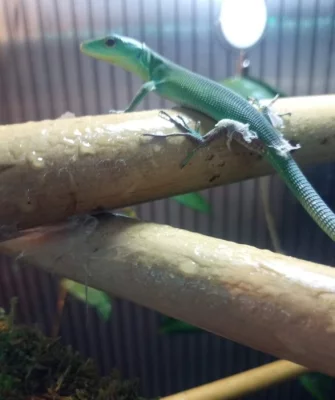 Gastropholis prasina 0.0.4