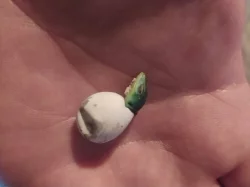 Gastropholis prasina 0.0.4
