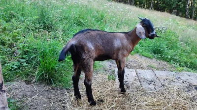 Dvě kozičky, 3 měs. 75% AN