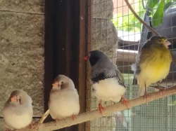Andulky, zebřičky, kanárky, neofémy