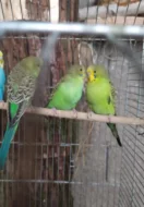 Andulky, zebřičky, kanárky, neofémy