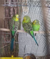 Andulky, zebřičky, kanárky, neofémy