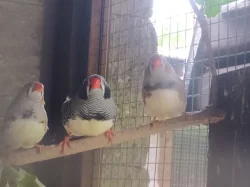 Andulky, zebřičky, kanárky, neofémy