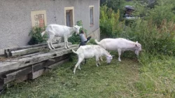 Prodám