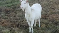 Prodám