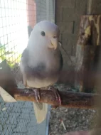 Rozela penant - pár